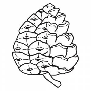 Шишки Зимние раскраски для девочек