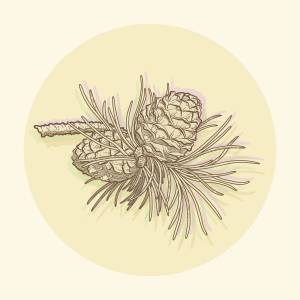 Иллюстрация Кедровая шишка в стиле графика, компьютерная графика