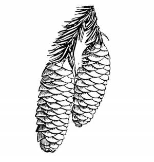 Раскраска Шишка