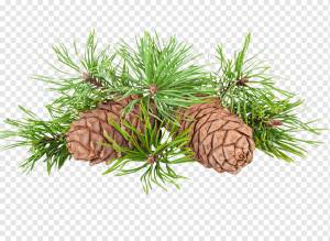 Кедровый орех Хвойный шишка Срок годности, др