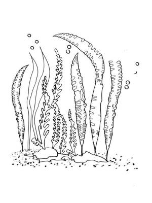 Раскраски Водоросли