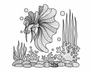 Раскраски водоросли морские