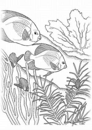 Раскраски рыба и водоросли