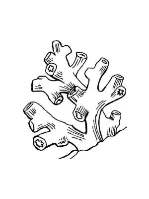 Раскраски Кораллы