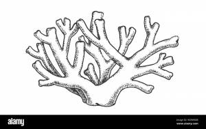 Кораллы раскраска