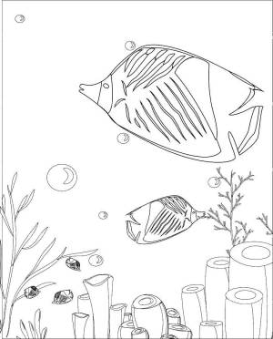 Раскраски Раскраска Рыбки среди кораллов кораллы