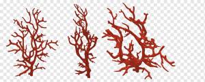 Красный коралл Коралловый риф Альционацеа, море, ветка, веточка, океан png
