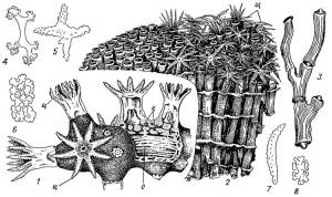 Подкласс Octocorallia