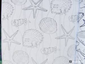 Коралловый риф