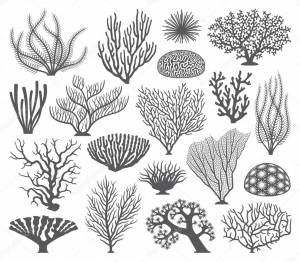 2,515 стоковых иллюстраций по запросу Кораллы