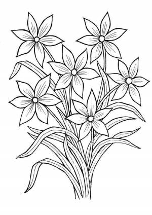 Раскраски, природа