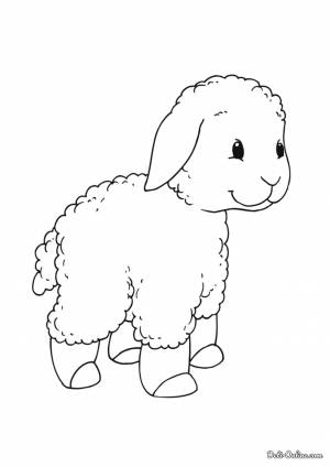 Раскраска Барашек