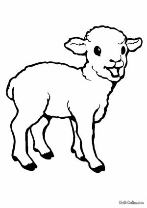 Раскраска Молодой барашек