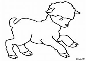 Раскраски Овечки и Барашки