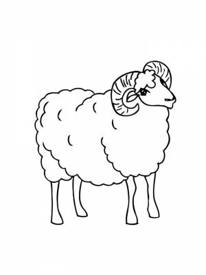 Раскраска Барашек  картинку