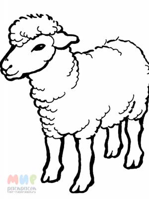 Раскраска Овца