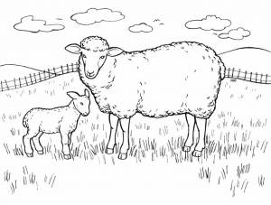 раскраски с овечками для детей