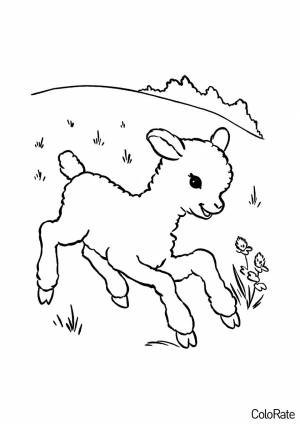 Раскраска Барашек на склоне