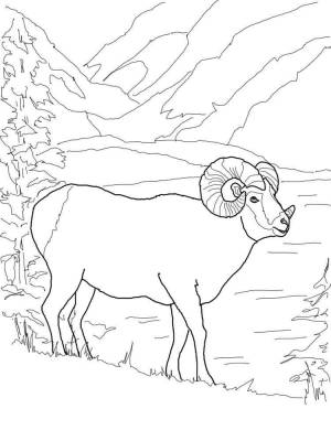 Раскраски Барашек