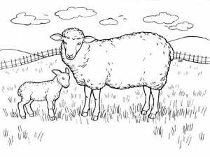 DataLife Engine > Версия для печати > Раскраски животных овечка