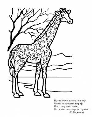 Раскраски Раскраска Жираф Животные, Download print coloring page