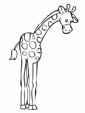 Раскраски Раскраска Жираф с длинными ногами жираф, Download print coloring page