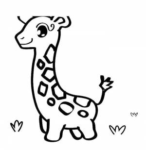 Раскраски Раскраска Жираф животные, Download print coloring page