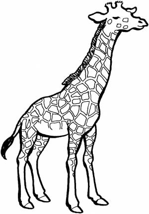 Раскраски Раскраска Жираф животные, Download print coloring page
