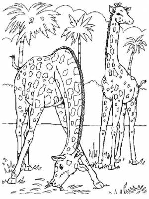 Раскраски Раскраска Жираф Дикие животные, Download print coloring page