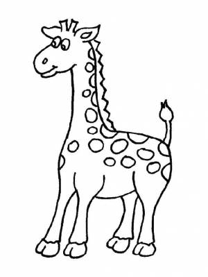Раскраски Раскраска Жираф жираф, Download print coloring page