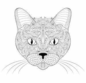 Морда кошки