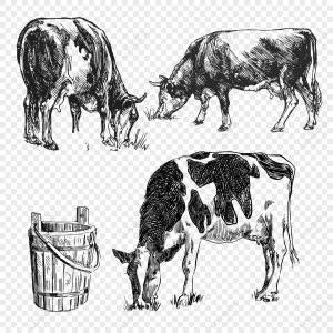 Ведро молока PNG изображения с прозрачным фоном