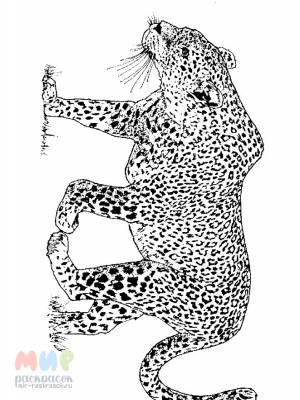 Раскраска Леопард