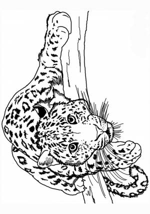 Леопард раскраска