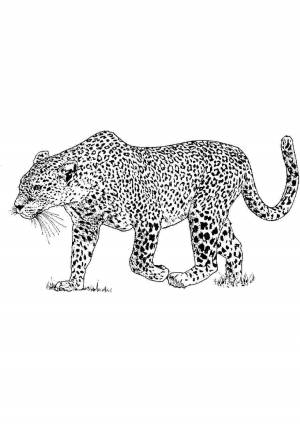 Леопардик раскраска