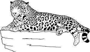 Ягуар раскраска для детей