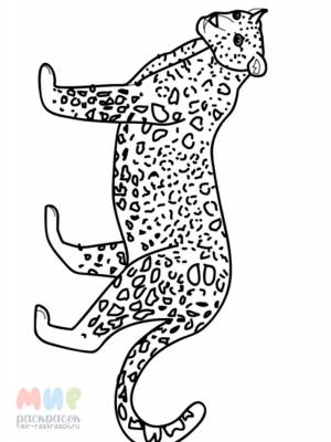 Раскраска Леопард