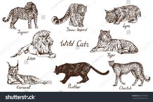 Wild Cats Set Jaguar Snow Leopard
