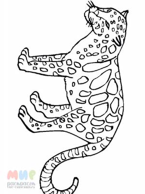 Раскраска Леопард