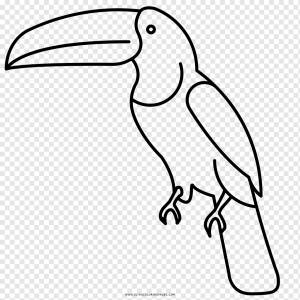 Клюв Птица Рисунок Книжка-раскраска Тукан, Птица, белый, ребенок, животные png