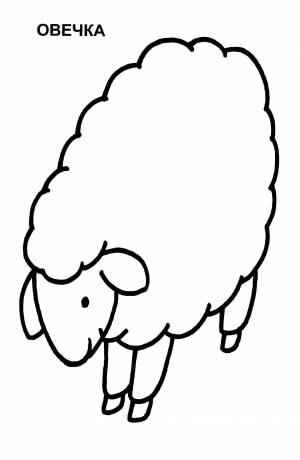 Раскраски Раскраска Овечка