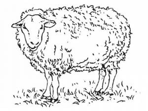 Раскраска Овечка