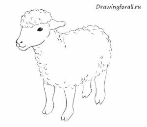 овца картинки нарисованные