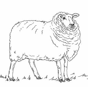 Раскраска «Красивая овечка»