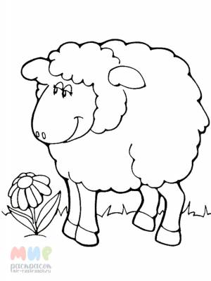 Раскраска Овечка