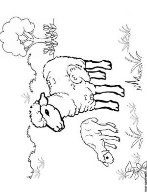 Раскраски Овечка