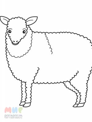 Раскраска Овечка