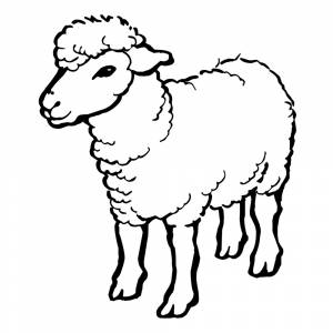 Раскраска Овца