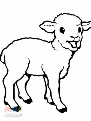Раскраска Овца