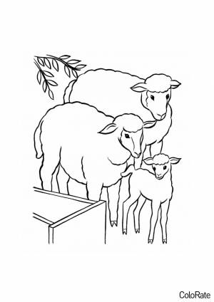 Раскраска Овечье семейство